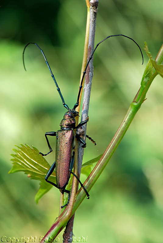 Cerambicide: Aromia moschata